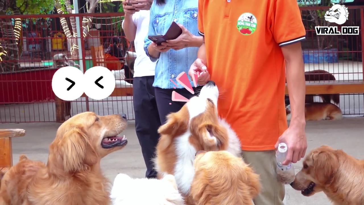 Try not to laugh🤣 Funny animals😹‖ #shorts #funnyvideos