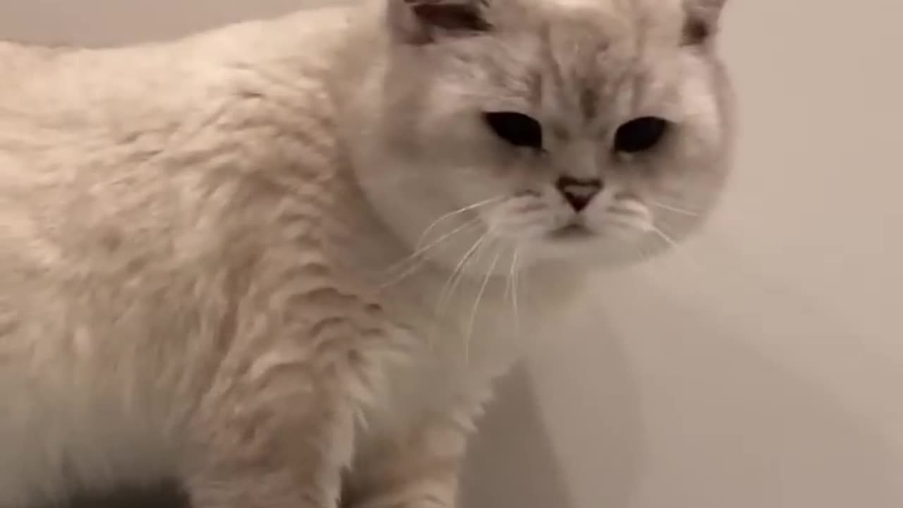 Cat sound to attract cats 😯 realistic multiple meow