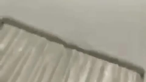 Kitty cat found its mimic video