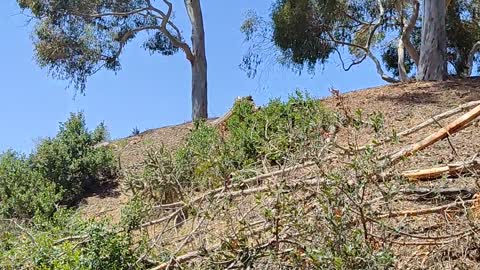 En la wilderness de Presidio Park