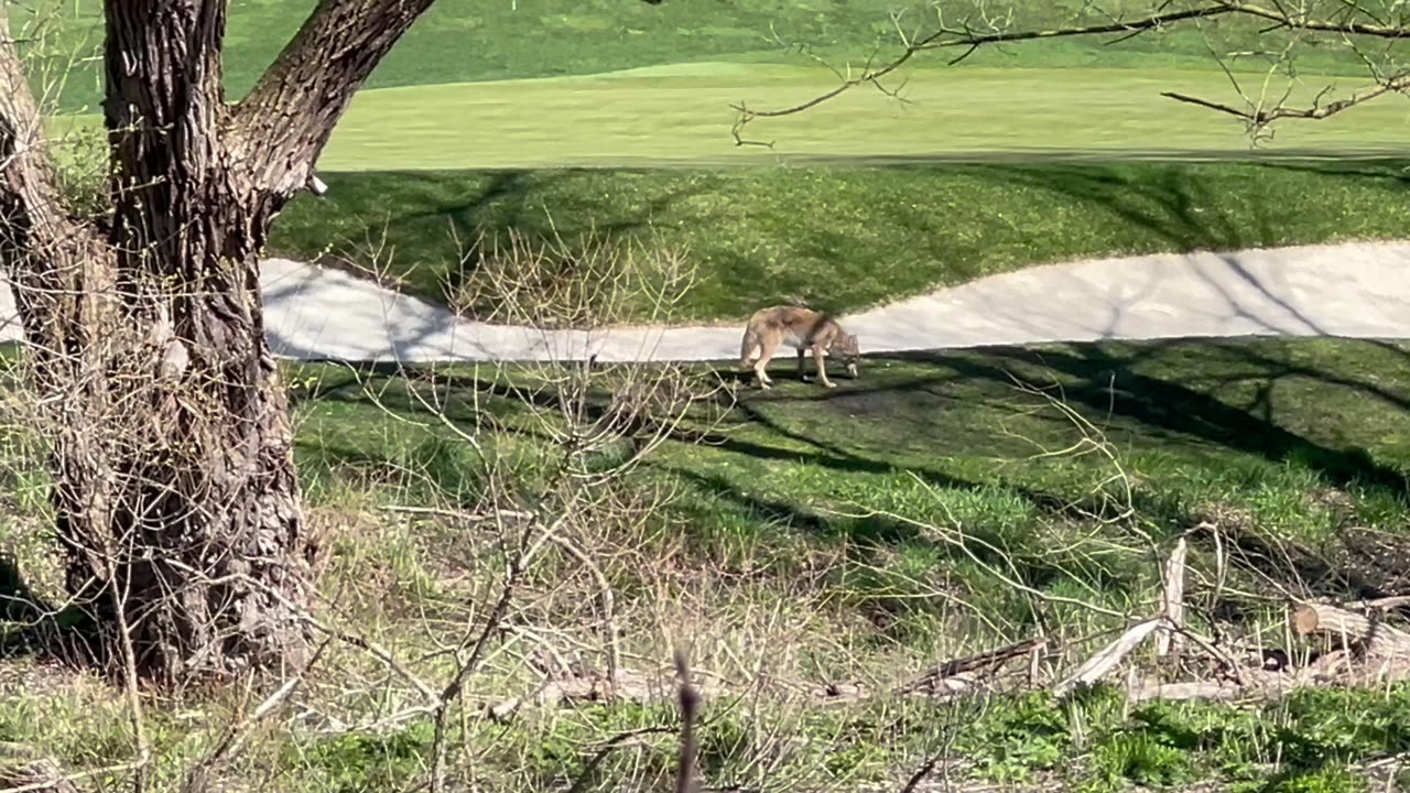 Spotted another coyote at James Gardens Toronto
