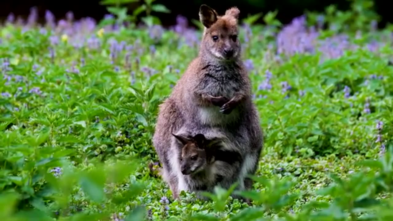 Wildlife Animals | Safari Moments | Forest
