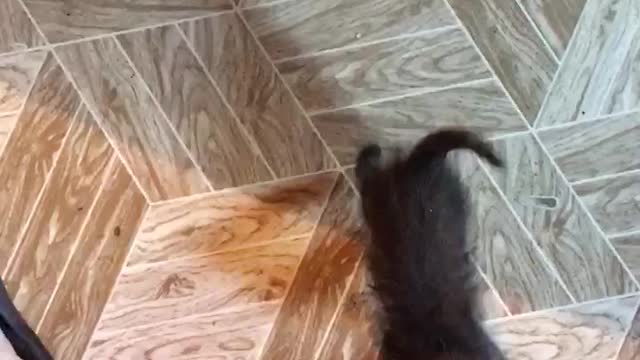Scary cats