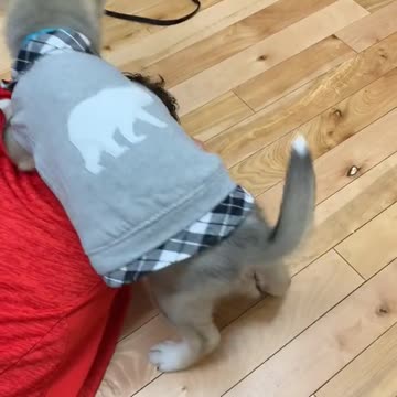 ⚠️ New Trend ⚠️ cry in front of your dog and see how they react