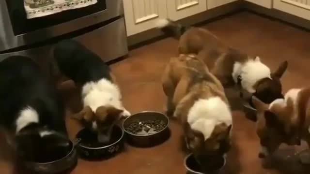 Laughing to death, the position of that corgi was robbed,