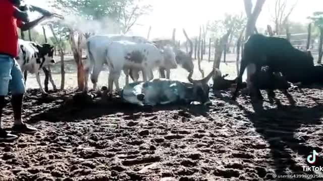 Man recorded shooting lobola cattle after fiancée allegedly cheats on him
