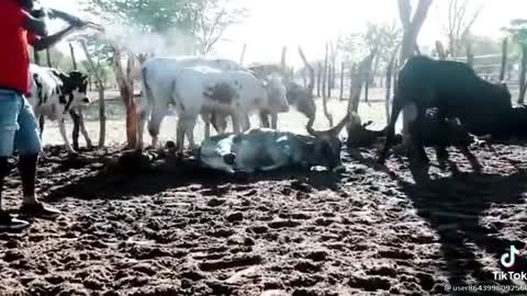 Man recorded shooting lobola cattle after fiancée allegedly cheats on him