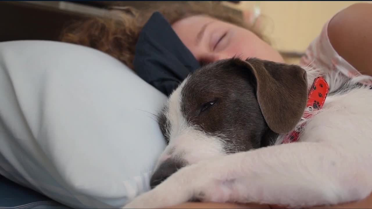 10 signs that means that your dog loves you