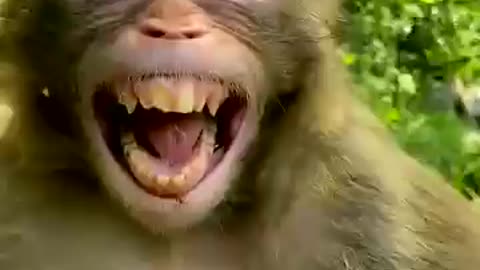 cute monkey Laughing monkey