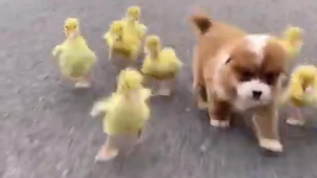 Funny Animal Videos - Awesome Funny Pet Animals | Cute Animals | Super Funny Dog Videos