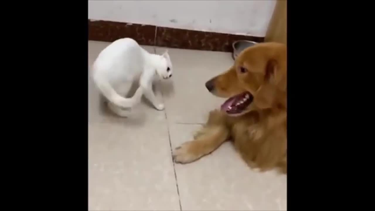 Best Of The 2021 Funny Animal Videos #12