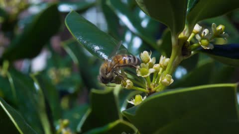 macro of a honey bee searching flowers for pollen