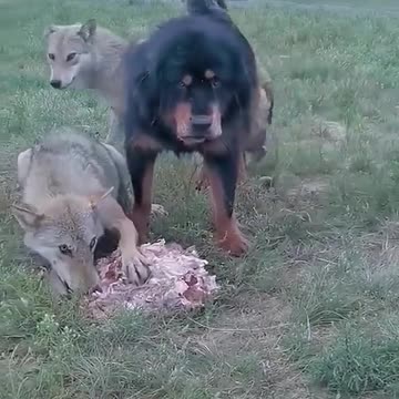 THIS IS WHEN YOU ARE ALPHA BETWEEN WOLFS