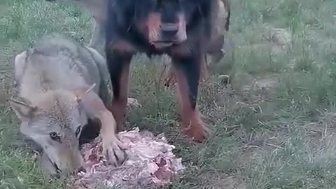 THIS IS WHEN YOU ARE ALPHA BETWEEN WOLFS