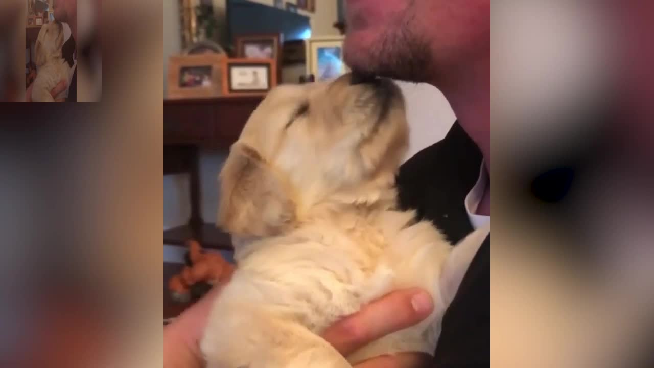 Dogs in the arms of their owners