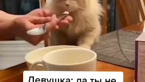 cat video-cute cat video #beautiful #animal #sweet