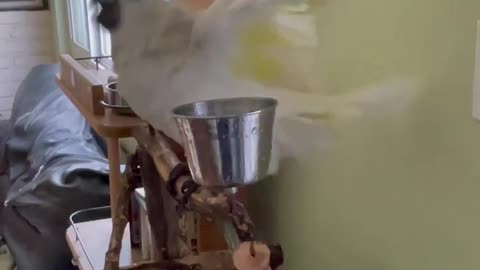 Funny parrot |cockatiel parrot | Funny birds | Funny animals