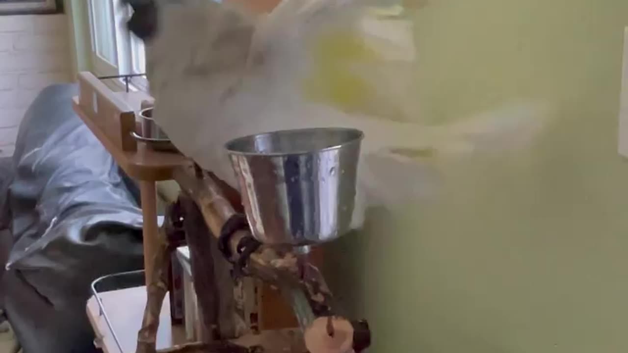 Funny parrot |cockatiel parrot | Funny birds | Funny animals