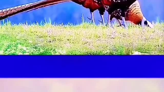 long tail pheasant