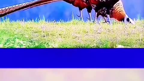 long tail pheasant
