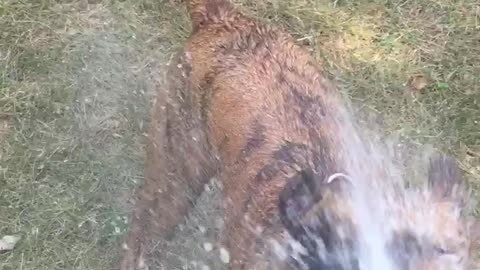 Brown pitbull tries to bite water from hose