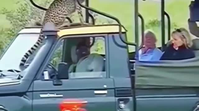 cheetah omg