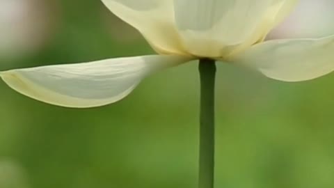 Beautiful flower 🎼 relaxing music 🎧🎶 #Shorts