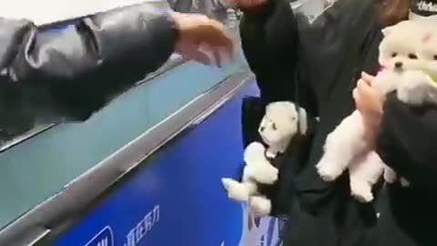 Baby dogs _ Cute and Funny Dogs Videos Compilation 2021_ Part _19 #shorts