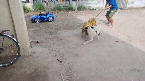 Fake Tiger pranks a brave Dog!!!!TRY NOT TO LAUGH!!!!!