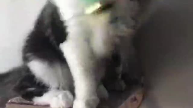 Two happy cats