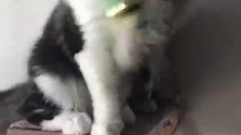 Two happy cats