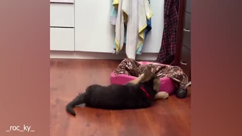 Funny Dogs And Cats Videos 😅 Best Funniest Animal Videos
