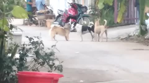 Three dogs hit