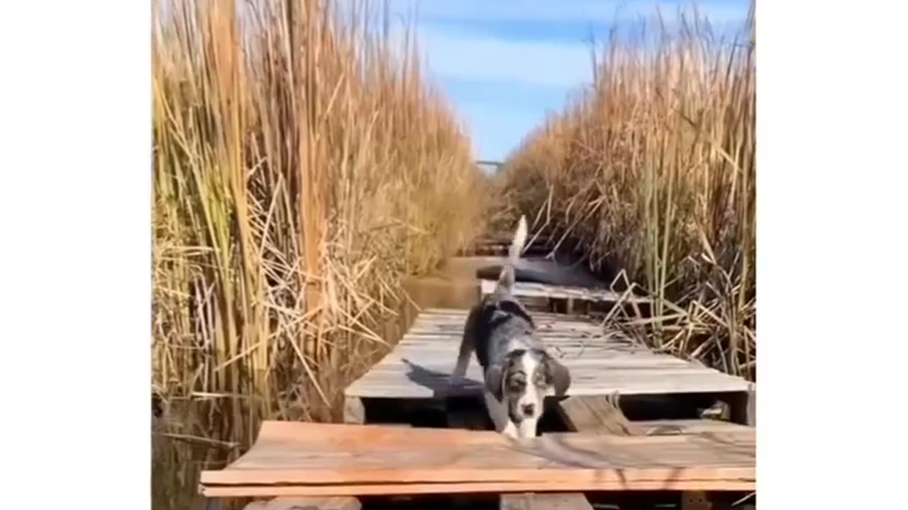 Funny Dog Compilation