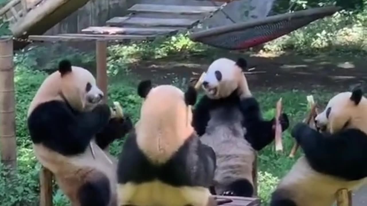 Beautiful panda family