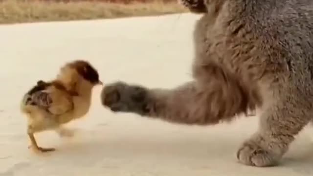 Kittens play with chickens