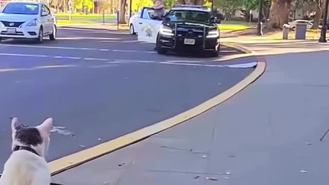 The cat driving a car meets the police