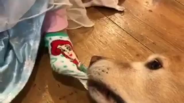 Dog Doesn’t let go of Toddler's Sock and she Puts it on to get it Back