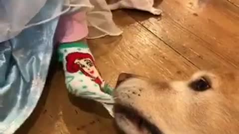 Dog Doesn’t let go of Toddler's Sock and she Puts it on to get it Back