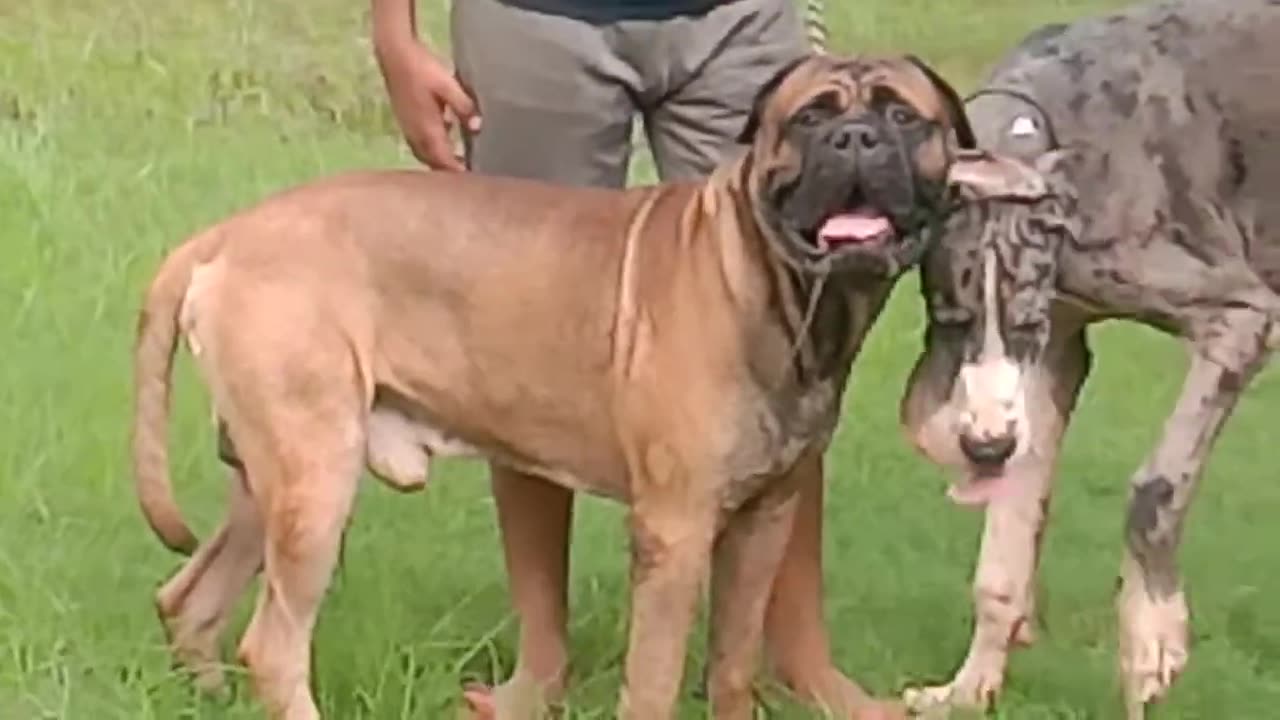 Red Bullmastiff European Bloodline..