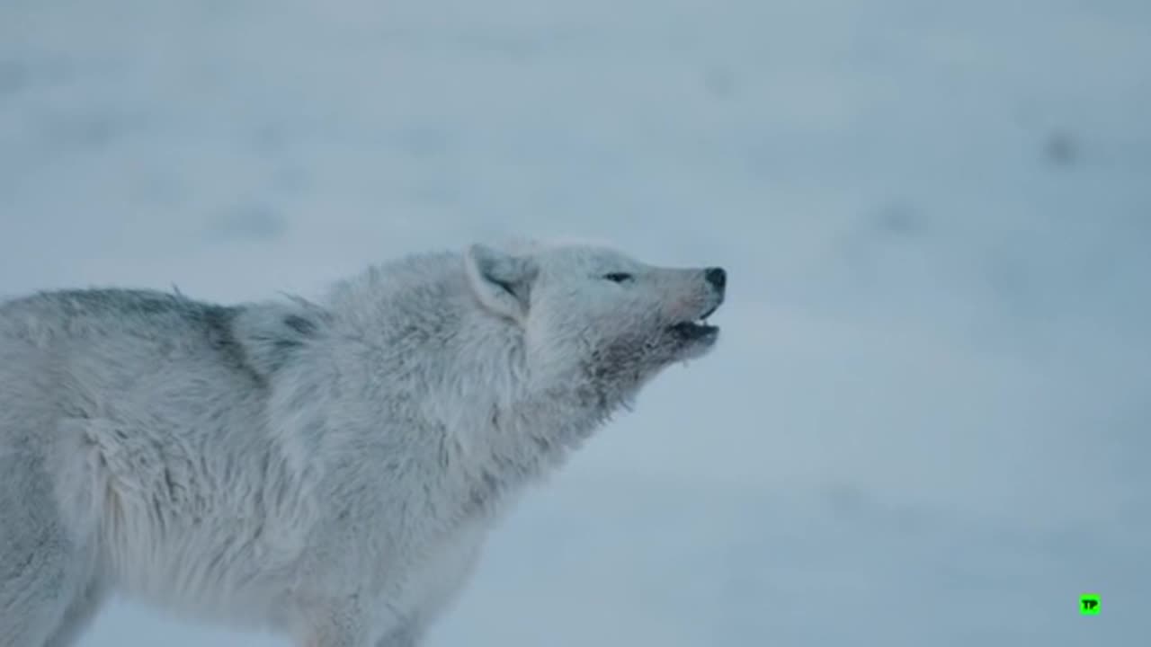 Perros salvajes 01- Conociendo a la familia - Documental