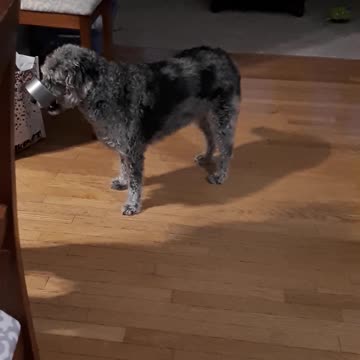 Duct Tape Labradoodle Retriever