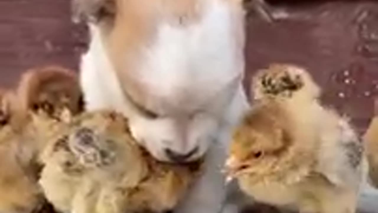 Funny Videos...