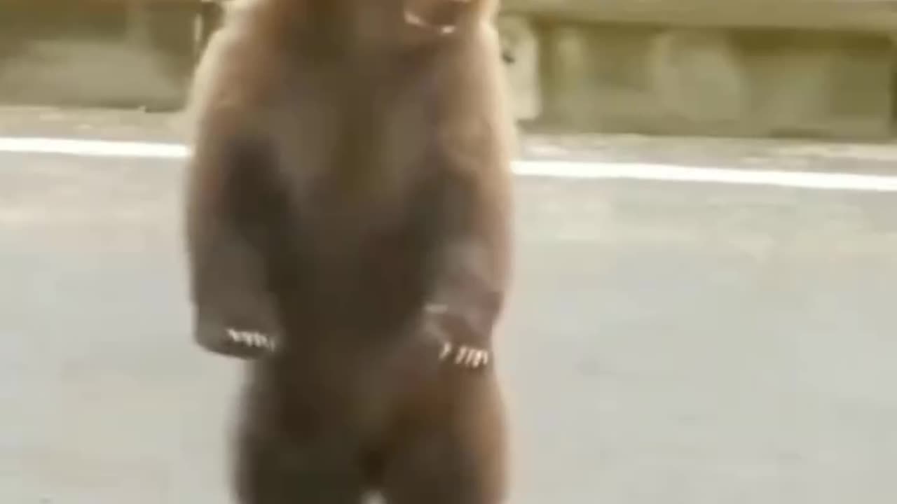 New Dancing Bear Funny Video🤣 || Animals Funny Moments 😱