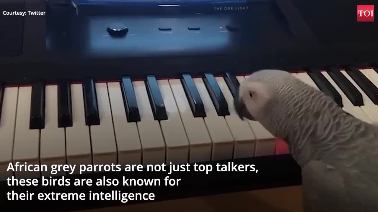 Amazing African grey parrot plays tune on piano ♥