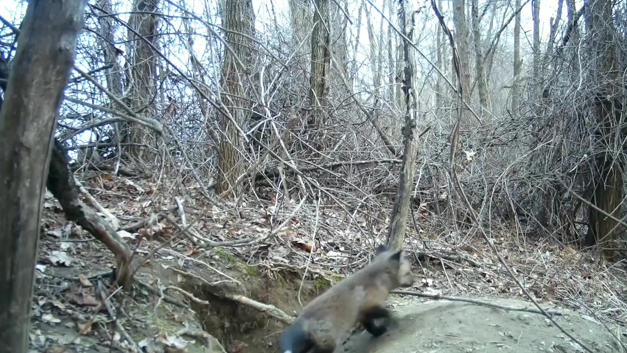 Fox Cubs