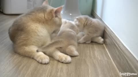 The way the mother cat loves her kitten is very strongly❤️❤️❤️