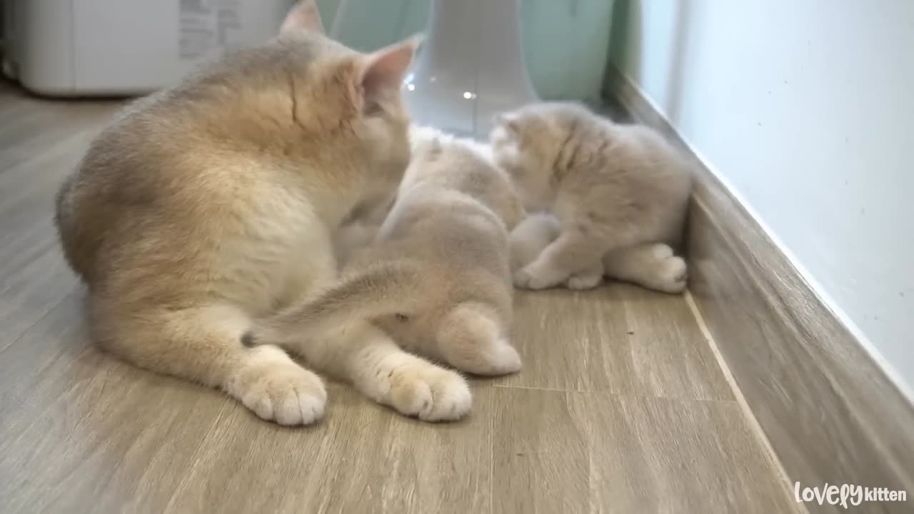 The way the mother cat loves her kitten is very strongly❤️❤️❤️