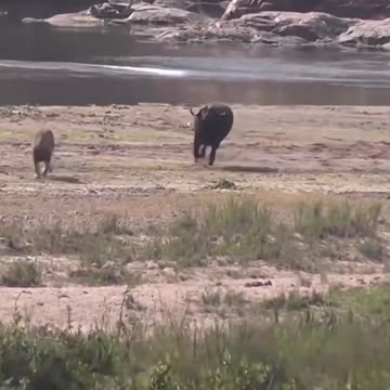 Buffalo vs lion #shorts