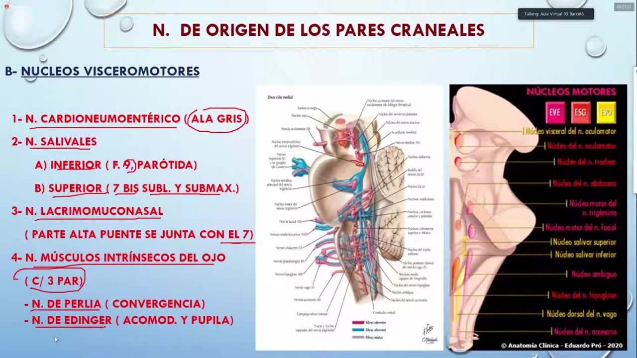 Clase 4 - Tronco Encefalico - 30_06_2021